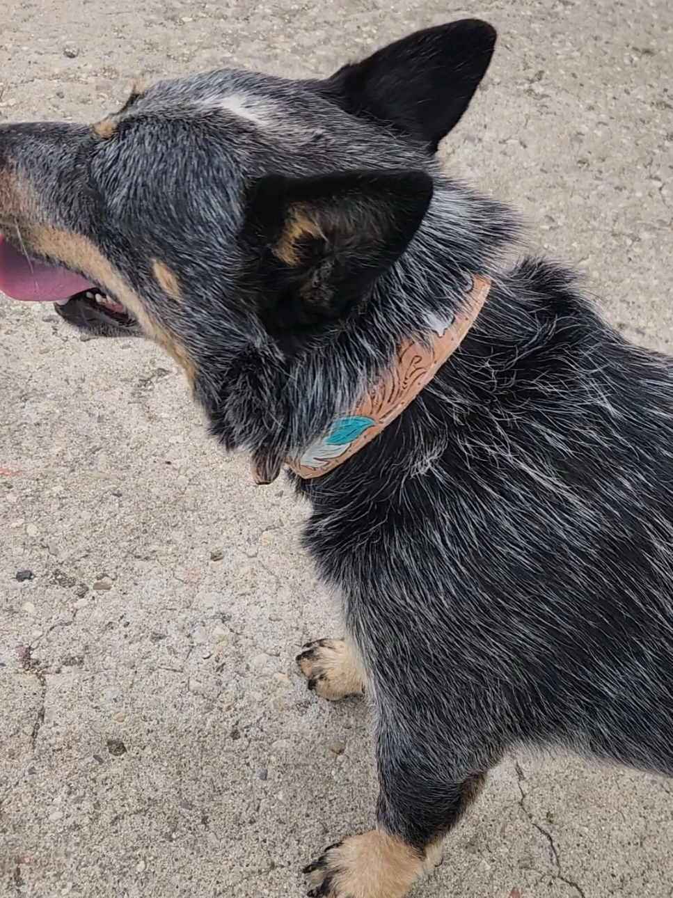 Replying to @dustindoss1 no hate on the comment, just wanted to clear the air. Purebred cattle working dogs will be different #cattledogs #blueheelers #ehlersheelers #ckcregistered #purebred #heelersoftiktok #australiancattledogs #foryoupage 