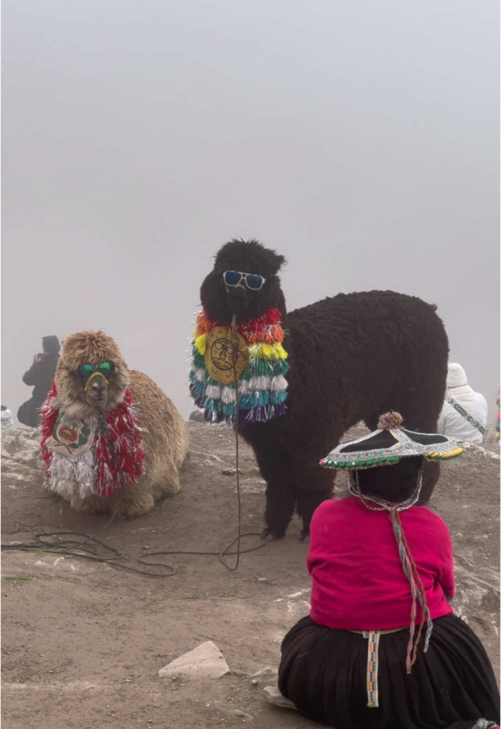 They don’t even know they’re famous 🥲 #peru #travel #machupicchu #llama #alpaca #fyp 