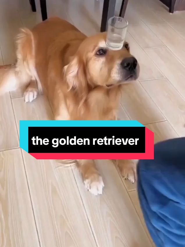 the golden retriever  #fyp #viral #goldenretriever #goldenretrieverlife #goldenretrieverpuppy #dogsoftiktok #dog 