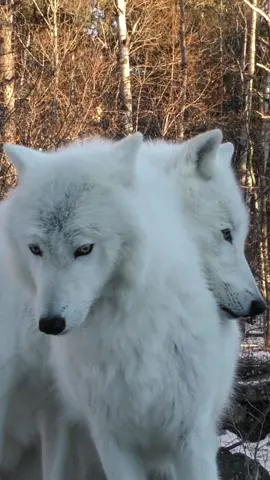 A chin rest occurs when one wolf rests its chin on another individual's back, shoulders, or head. You can watch this short ethogram video to learn more about this behavior. Narrated by Assistant Wolf Curator, Abby Keller.#wolf #wolves #wolfbehavior#internationalwolfcenter#wolfwednesday