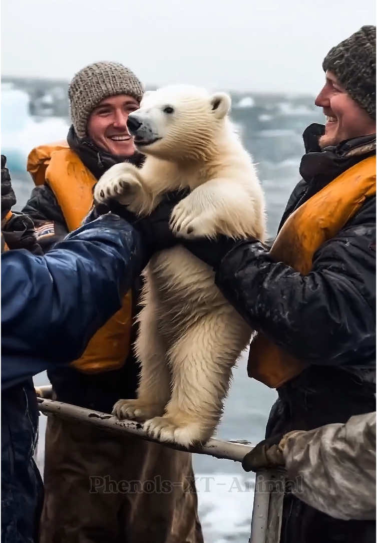 Polar Bear Rescue #PolarBearRescue #WildlifeConservation #ArcticAnimals 