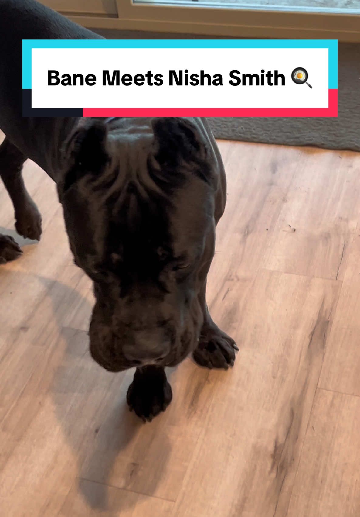 Bane wanted a Nara Smith video, so we gave him a Nisha Smith video 😌  Download Bane’s Holiday Dog Treat Cookbook for a limited time before the season ends! Available in our Bio link! 🐶🎄🐾 #RaisingBane #BaneGang #canecorso #canecorsoitaliano #dogtreats #howtomakedogtreats #dogfriendly #dogrecipes #cookbook #ebook #holidaycookbook #dogholiday #CookingwithBane #NaraSmith #NaraSmithParody 