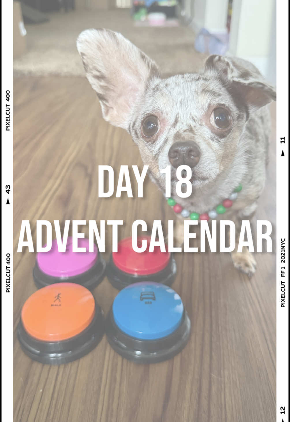 Is day 18!! No time for talkie, need open gift. 🤗 Every day I get to open a gift frum one of my followers for my “advent calendar.” Today is frum Christina. Thanx u so much! 💚❤️ #adventcalendar #day18 #christmas2024 #happydog #dogbuttons #smartdog #yesno #ponder #chiweenie