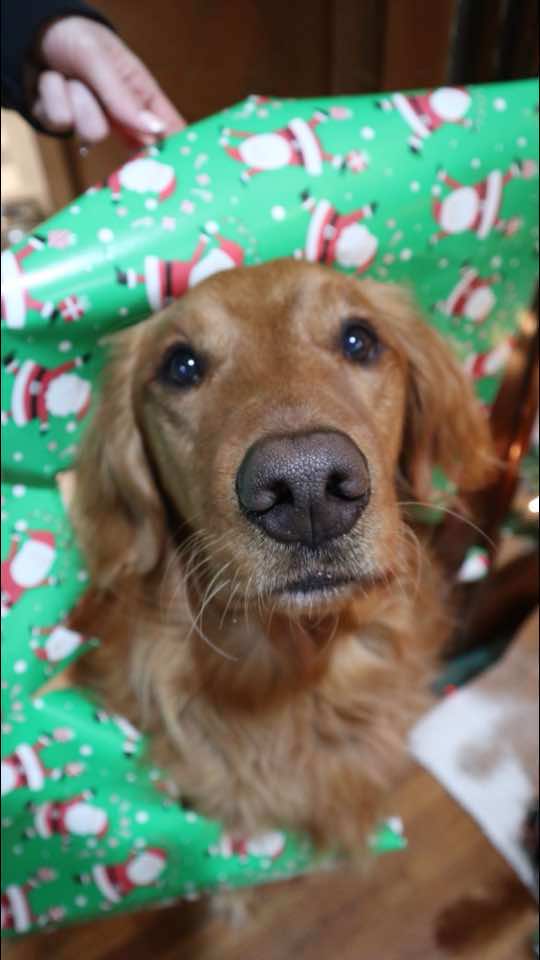 Just here for the treats🙃🎄 #DogParents #teenagedog #puppyblues #enrichmentfordogs #dogpark #christmas #amazon #redgoldenretriever #puppydog #RecallTraining #DogTraining #fieldgolden #dogchristmas #amazonfinds #fieldgolden #dogtreats #fieldgoldenretriever #amazonfinds 