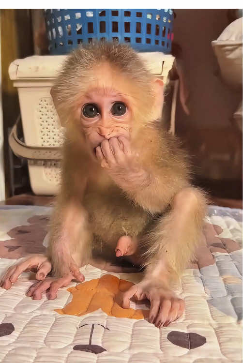 The funny baby monkey #monkey #monkeys #monkeydluffy #babymonkey #cute #cutemonkey #wildlife #usa #monkeyface #wildanimals #animals #pet #foryou #cuteanimals #poor #monkeybaby #monkeylover #babyanimals  #adorable #viral 