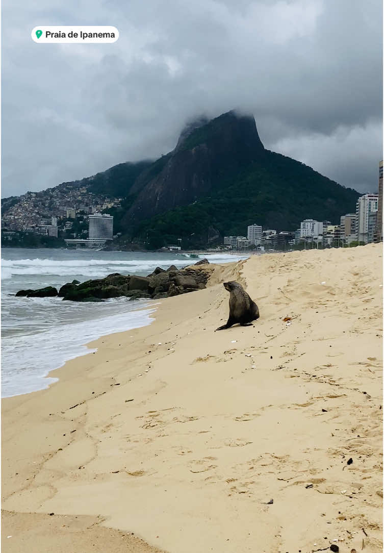 Lobo-Marinho (Joca) - #ipanema #praiadeipanema #joca #ipanemabeach #beach #praia #rio #riodejaneiro #rj #errejota #brazil #brasil #lobomarino #lobomarinho #animals #biology #medicinaveterinaria #marino #viral #viralvideos 