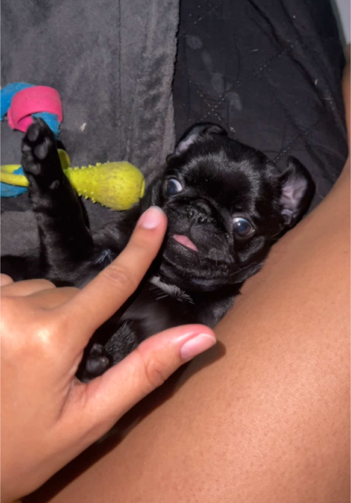 Bienvenida a la nueva bebé🤍  #fyp #fypシ #foryoupage #pug #fyppppppppppppppppppppppp 