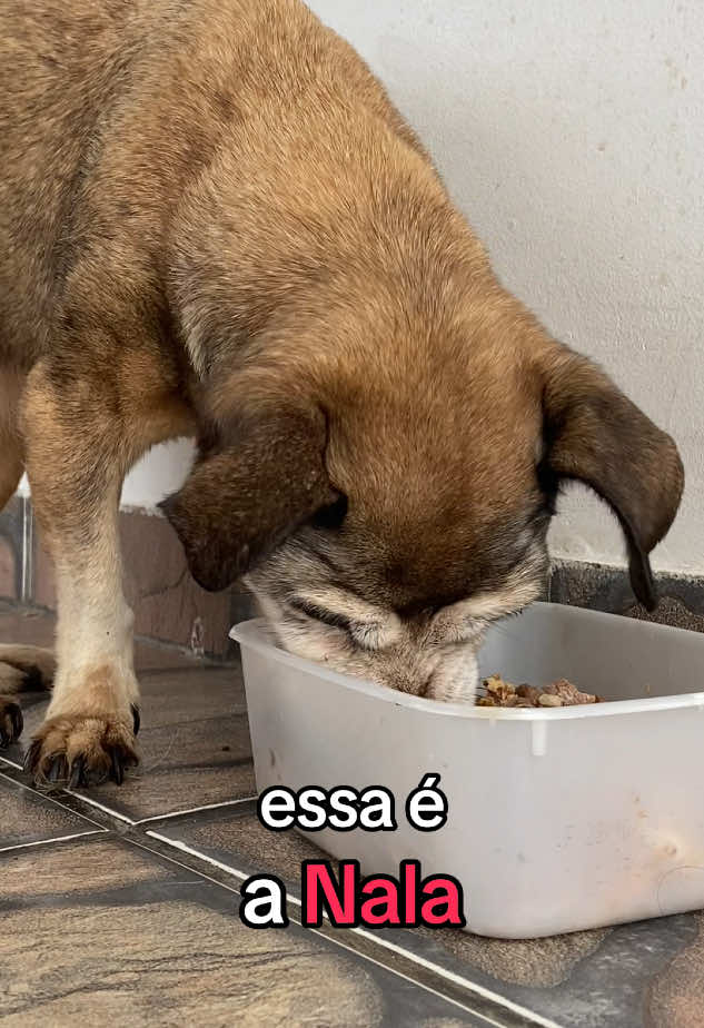 Essa é a nossa cachorrinha idosa no seu momento de almoço e pensa numa bichinha que come muito bem. 😊#cachorros #animais #cachorrosdotiktok #rotinapet #cachorroidoso 