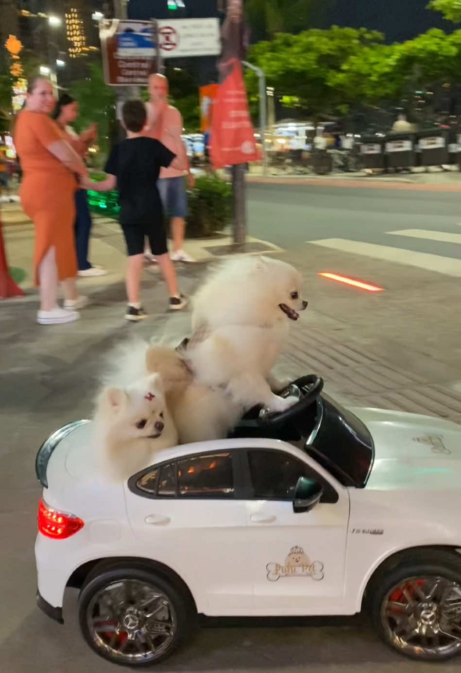 Ja viram doguinhos andando em uma Mercedes? Só em Balneário Camboriú #balneariocamboriu #balneariocamboriusc #santacatarina #santacatarinabrasil #tiktokviral #fyp #viral_video #foruyou 