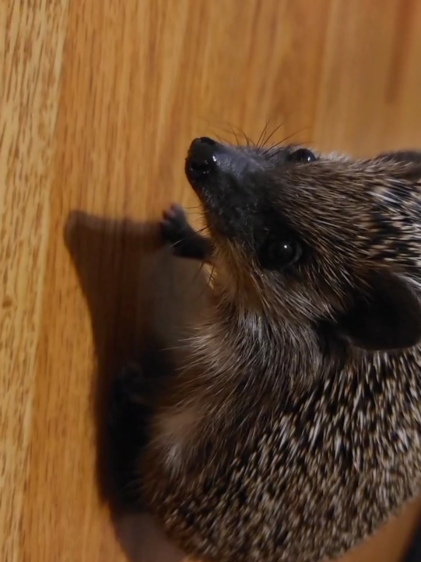 Saying hi before he takes off😆 #hedgehogs #hedgehogsoftiktok #hedgehoglife #animalsoftiktok #hedgie #hedgehog 