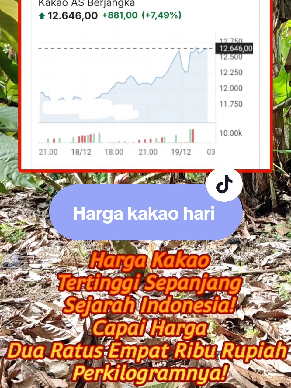 Harga Kakao Hari Ini Capai 200.000 Perkilo #informasi #harga #hargakakao #coklat #cokelat #petani #komoditas #export 