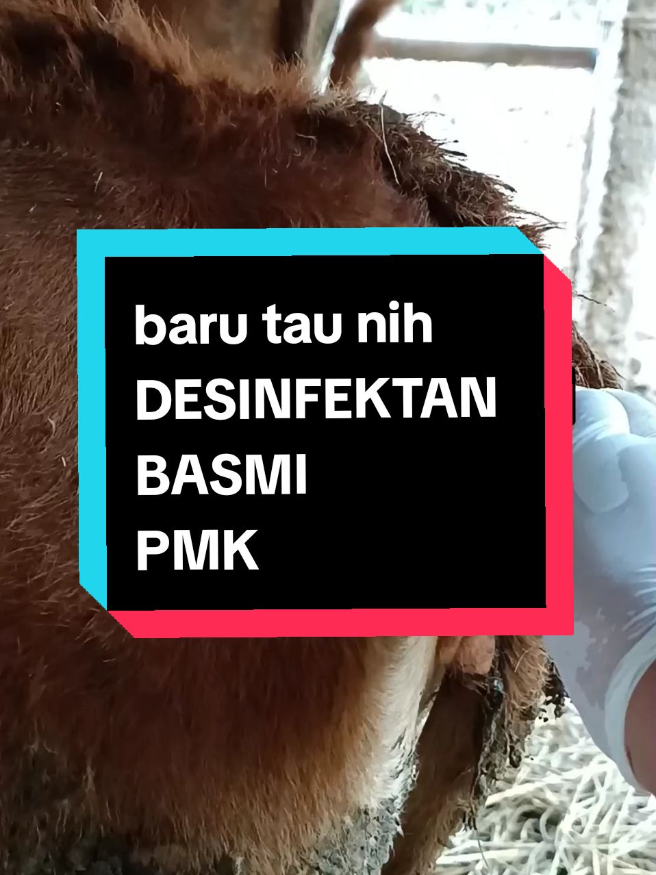 Replying to @lembuyatno_farm #veterinarian #sapi #kaki #fypシ゚viral #penyakitmulutdankuku #cow #pmk #cattle #cara #tips #kesehatan #suntik #dokterhewan #tembaga #meta #calf #pedet #meta 