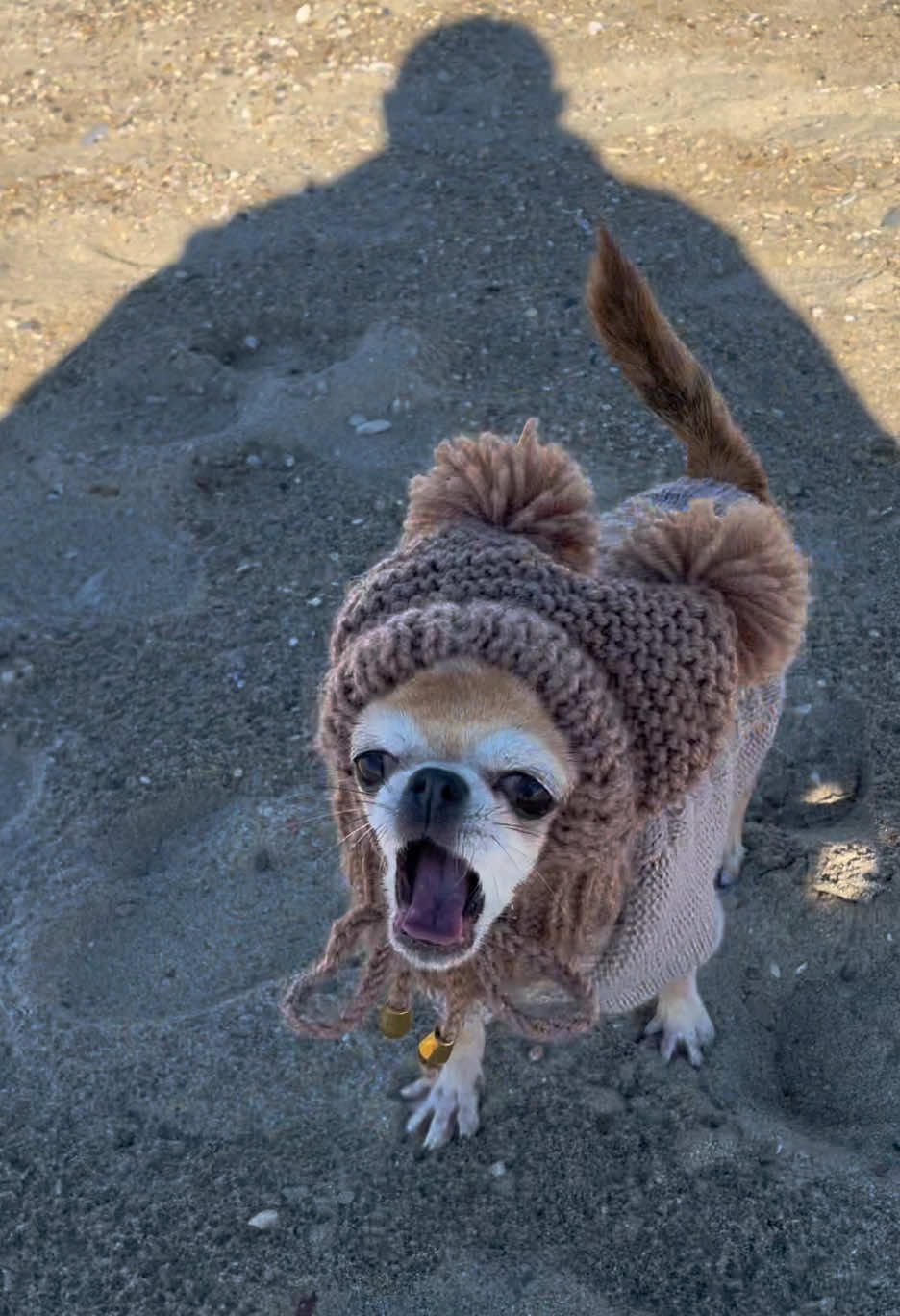 Hat in bio🥰🐾 #caperro #chihuahua #minichihuahua #dog #puppy #teacupchihuahua #chihuahuahat #petfashion #doghat 