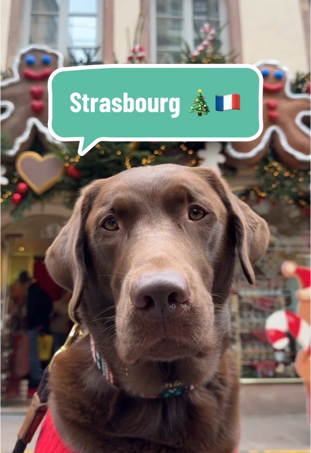 I took my dog to the Christmas Capital of the world! 🎄💚 #christmas #christmastiktok #dog #travel #friend #traveltiktok #dogs #fyp #europe #christmasmarket  