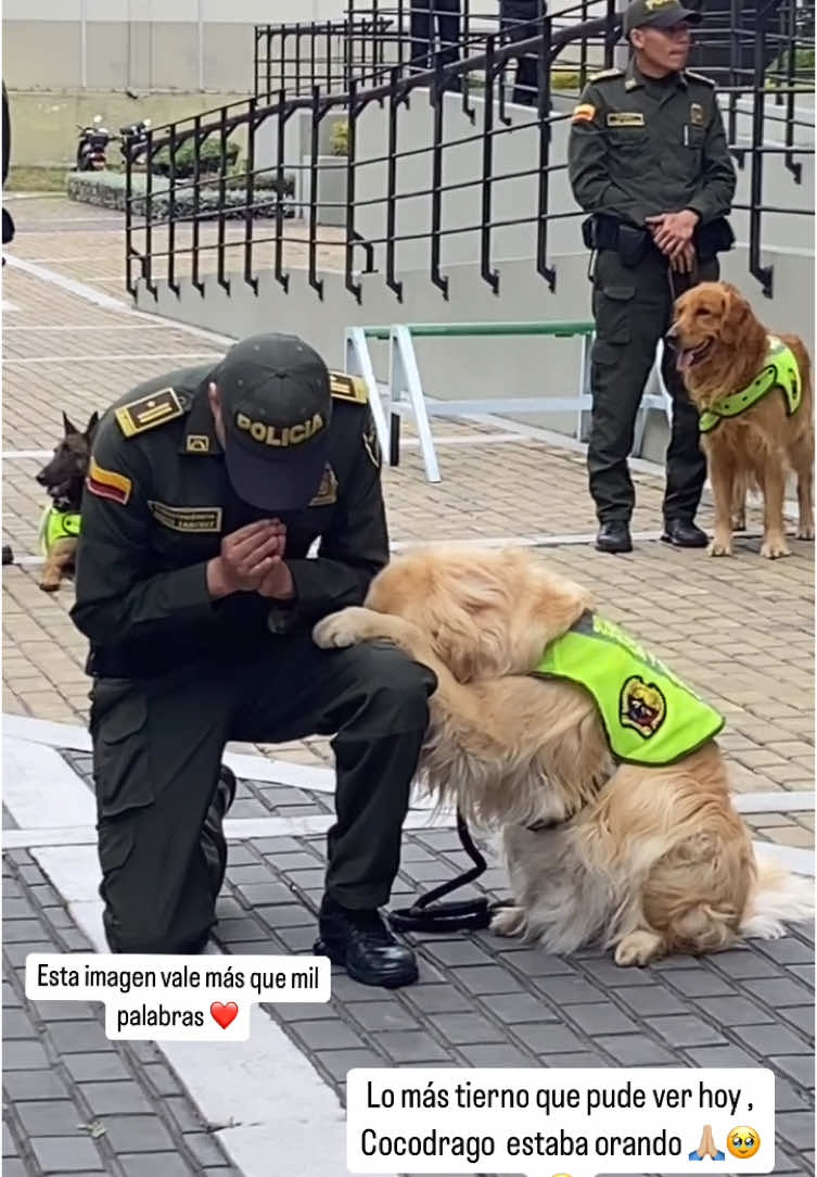 Una imagen vale más que mil palabras ♥️🐶🥹😍 @Policía de Colombia #policia #policianacionalcolombia #colombia #bogota #perro #dog #amor #Love #cucuta #medellin #ibague #call