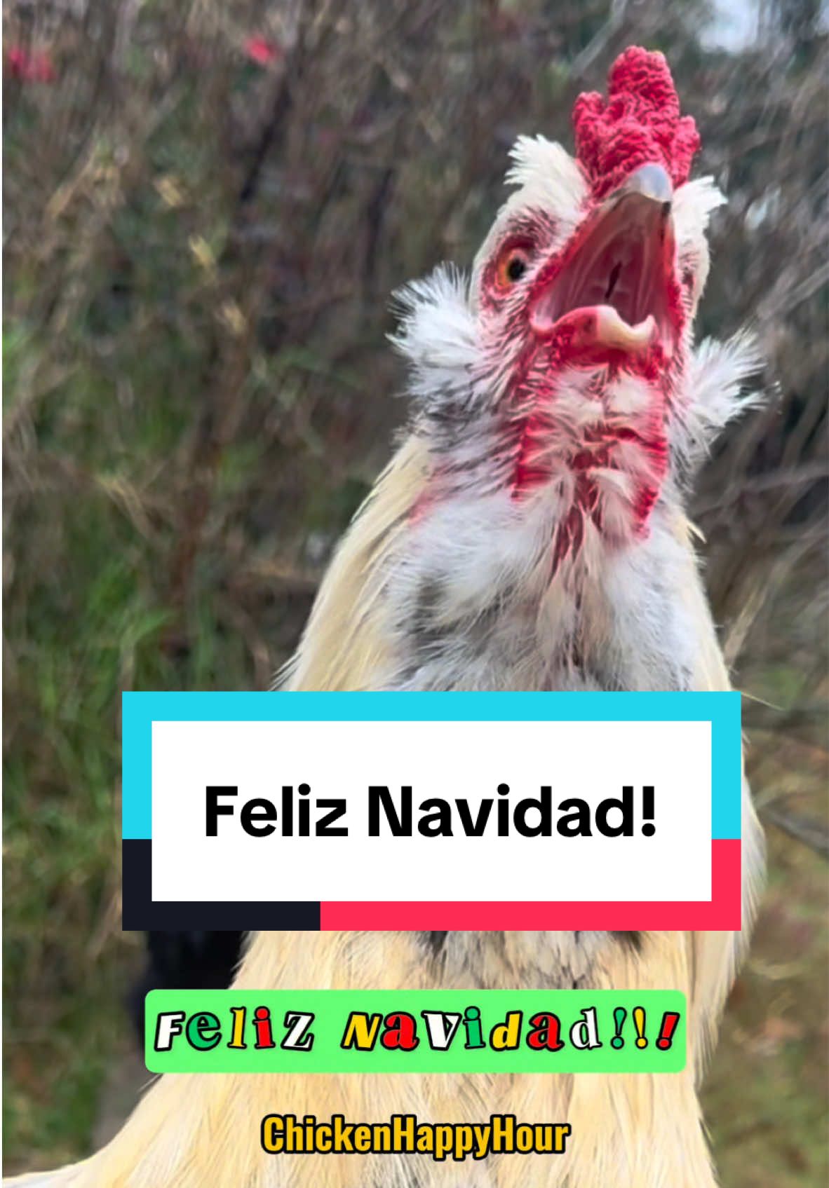 Feliz Navidad!!!!!! #feliznavidad 🎉 #rooster #funnyanimals #merrychristmas #memestiktok #chicken #chickenhappyhour       