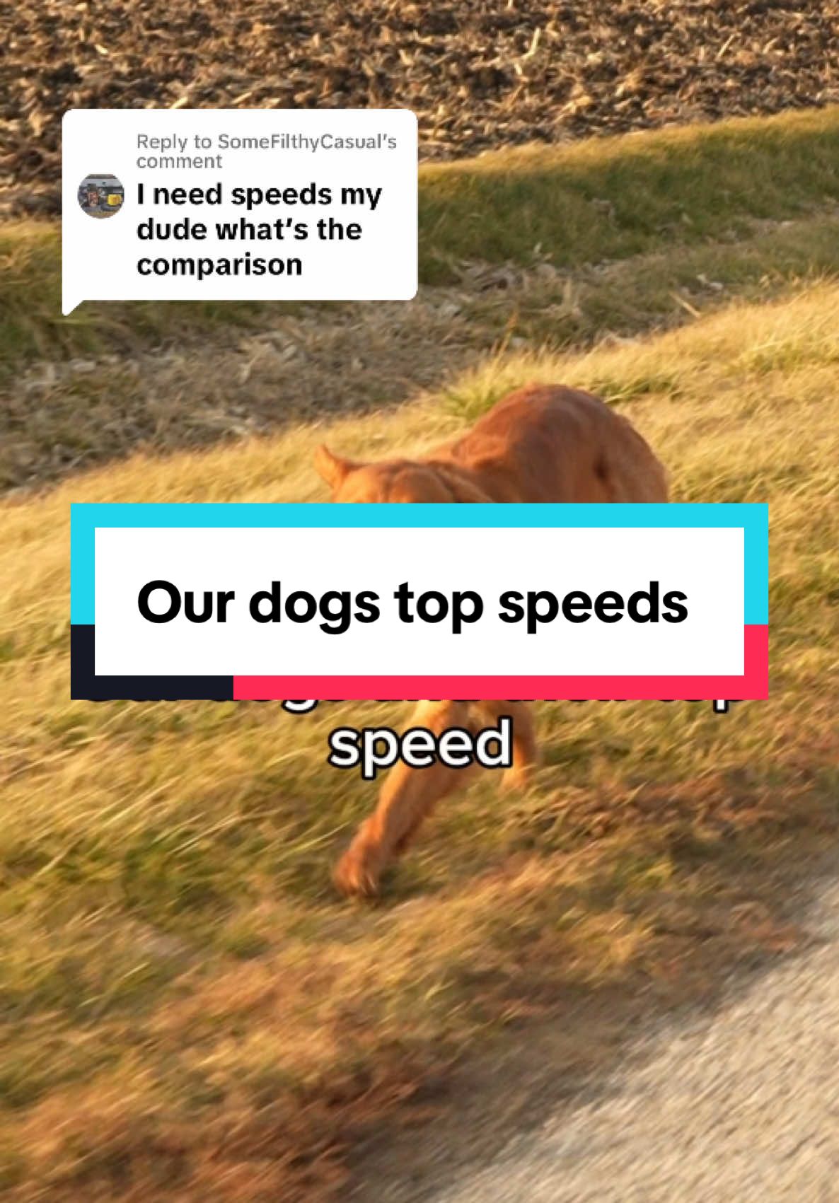 Replying to @SomeFilthyCasual  Heres our dogs and their top speeds As many of you guessed miss Firefly is in her own league 