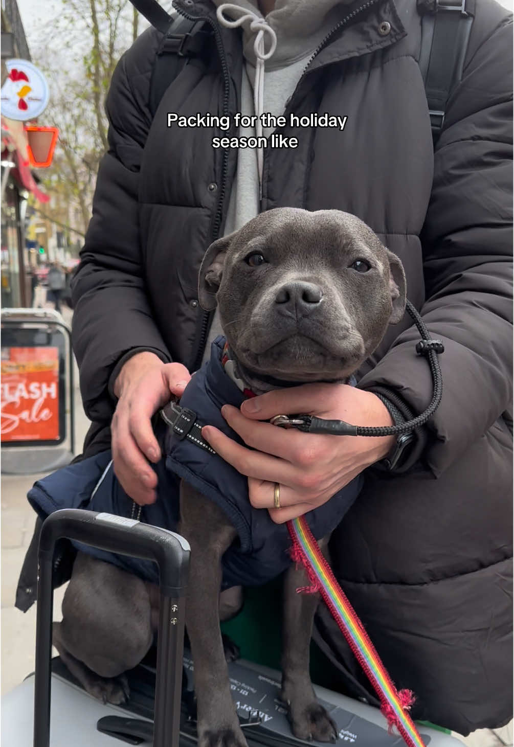 I like my sootcase! #fyp #dog #staffy #bluestaffy #PetsOfTikTok #cutedog #dogs #weratedogs #pitbull #pittie  