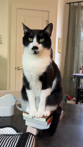 Sorry Stachey ❤️ #cattok #catsoftiktok 