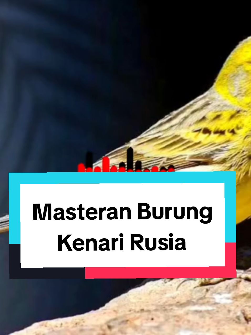 masteran cocok buat kenari paud #masterankenarijuara #masteranburungkenari #masterankenari #masteranburung #masteranrolltembak #pancingankenari #terapikenari #burungkenari #kenari #kenarigacor #kenarimania #kenarimaniaindonesia #kenariindonesia #perawatankenari #kenaripaudcepatngriwik #kenariyorkshire #masterankenarigacor #masterantembakankasar #kicauburung #kicaumania #kenaribelgibosso #kenarirasmi #kenaribelgia 