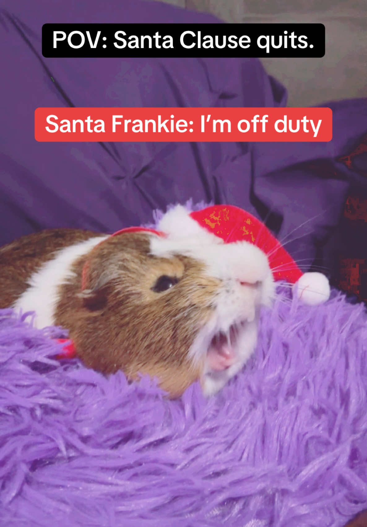 #fyp #foryou #guineapigsoftiktok #smallpetsoftiktok #funnyanimals #sweetanimals #exoticpets #drdolittle #karaandfrankie #xmas #santaclaus #christmas 