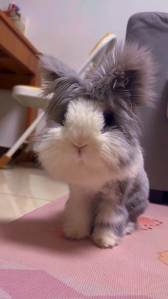 Capturing the cutest bunny. #fluffy #rabbits #bunnies 