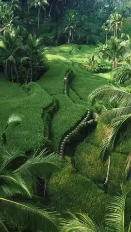 @lesmoonwalkers invited you to see A Charm of the Green in Ubud 🌾🍃🍀💫 ••• Tegalalang Rice Terrace 📍 Location: Jl. Raya Tegallalang, Tegallalang, Kec. Tegallalang, Kabupaten Gianyar, Bali 80561, Indonesia 🎥: @lesmoonwalkers  •• ••• Tegallalang Rice Fields is situated in a valley that offers extraordinarily scenic lookouts over the terraces and surrounding green landscape. Along with the ones in the villages of Pejeng and Campuhan, Tegallalang Rice Fields form the three most stunning-looking terraced landscapes in Ubud region. •• #bali #balitravelsline #ubud #ubudbali #indonesia #wonderfulindonesia 