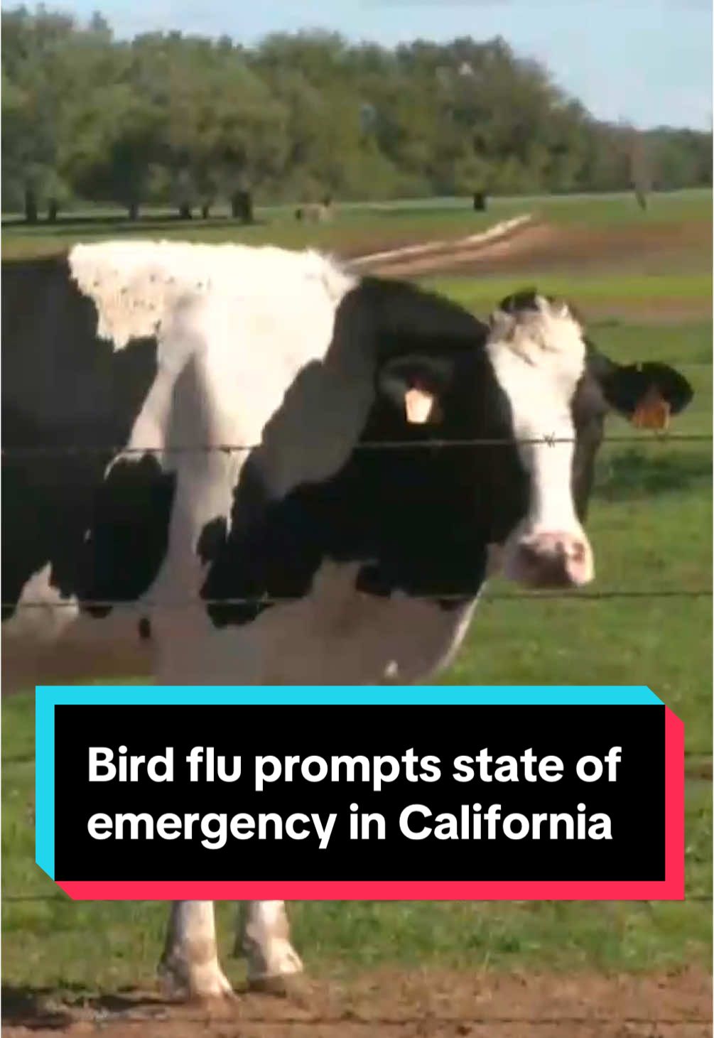 California has become the first state to declare a state of emergency as bird flu cases rise nationwide. More than half of the 61 human cases in the U.S. have been detected in the Golden State. #news #virus #health #california #birdflu #farm #cattle 