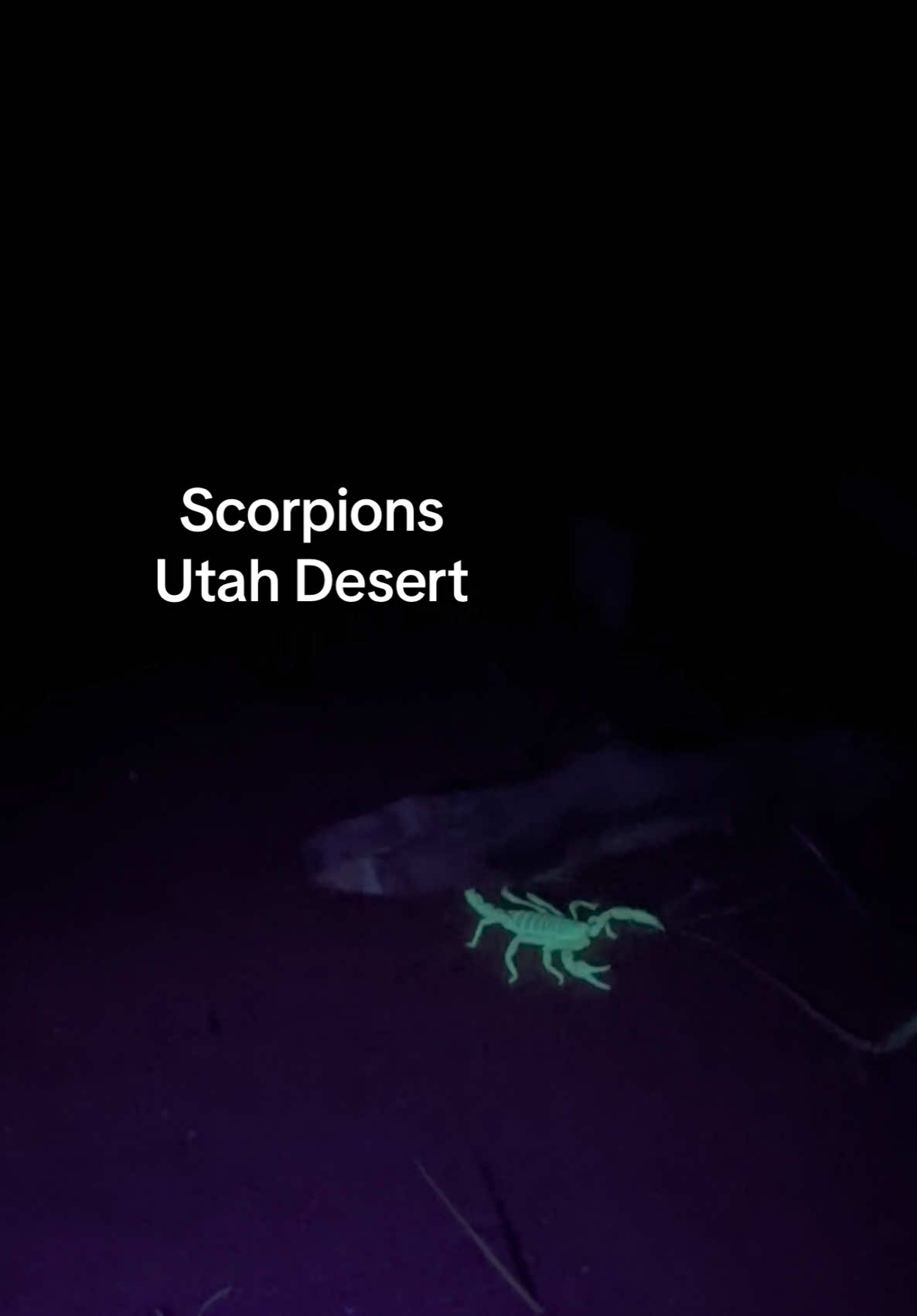 Did you know scorpions glow under black lights? I couldn’t believe how many I found during my trip to Coyote Gulch. 🦂  #Hiking #utah 