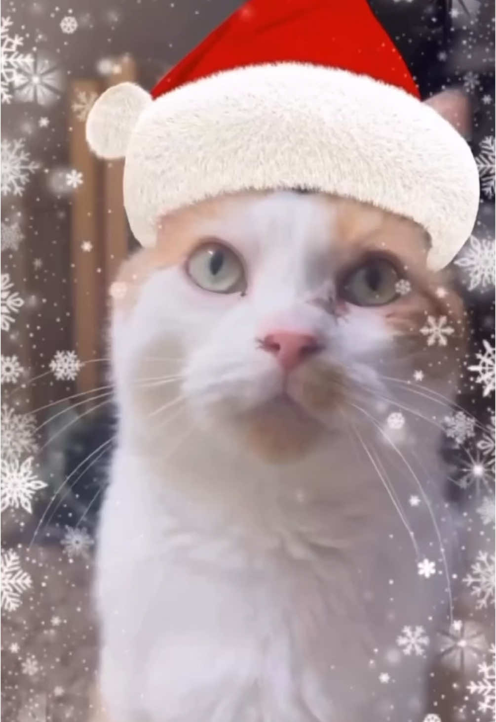 chill cat christmas #larry #evillarry #catsoftiktok #dankmemes #catmeme #chillcatguy #offlain #scarieststories #scarieststories #jollieststories 