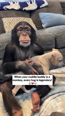 A monkey's best friend! Friendship goals, but make it extra adorable 🐒🐶❤️ This little monkey is holding on to its puppy BFF like it’s never letting go😂 Pure wholesomeness alert! Who else needs a hug after seeing this? 🤗 🎥 Credit to @myrtlebeachsafari Follow us for more moments that make your heart smile! 🌟 #CreatureCops #MonkeyLove #PuppyHugs #UnexpectedFriendships #AdorableAnimals #CuddleGoals #AnimalBuddies #FeelGoodMoments #MonkeyAndDog #PureLove #CutestDuo #FriendshipGoals #HappyAnimals #HeartMelting #UnlikelyFriends