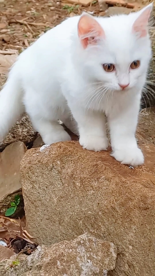 Luna Adventure #kitten #kittensoftiktok #whitekitten #kucing #kucinglucu #viralvideo #viraltiktok #fypシ゚viral #trendingtiktok 