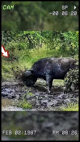 The buffalo writhes in pain after being bitten by a black mamba. #wildanimals #animals #foryou 