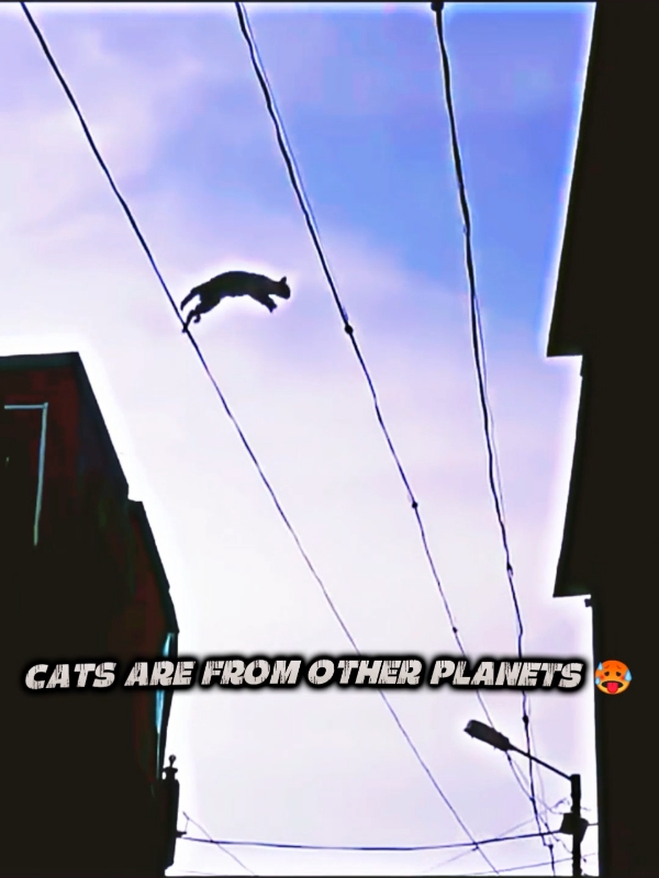 🥶🥶 Cats are real || Moment before disaster #capcut  #goviraltiktok #illusion  #rajabbuttamily #motivation #trending #fyp #100k #viralvideo #burhantv #unfreezemyacount #fypシ #umfreezemyacount #illusion #unfreezemyaccoun #disastermoment #capcut_edit #templatecapcut #motivation #groupdance #viral #illusion #lmillionaudition #catsoftiktok #trending 