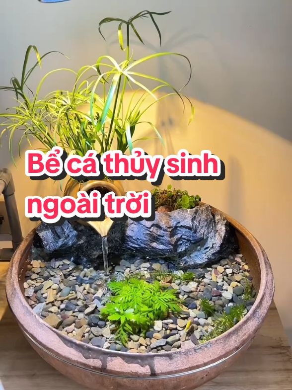 Bể cá thủy sinh ngoài trời  #xuhuong #phukienthuysinh #becathuysinhngoaitroi #becathuysinh #becathuysinhphuyen 