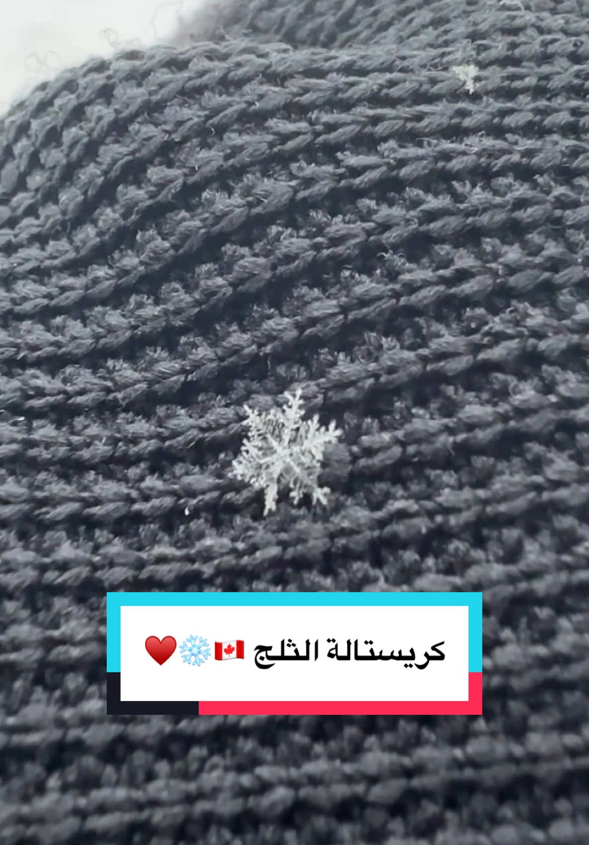 كريستالة الثلج الحقيقية … اخيراً شفتها 🤩🇨🇦❄️♥️ ‏#explore #canada #canada_life🇨🇦 #كندا #اكسبلور #snow #snowcrystals