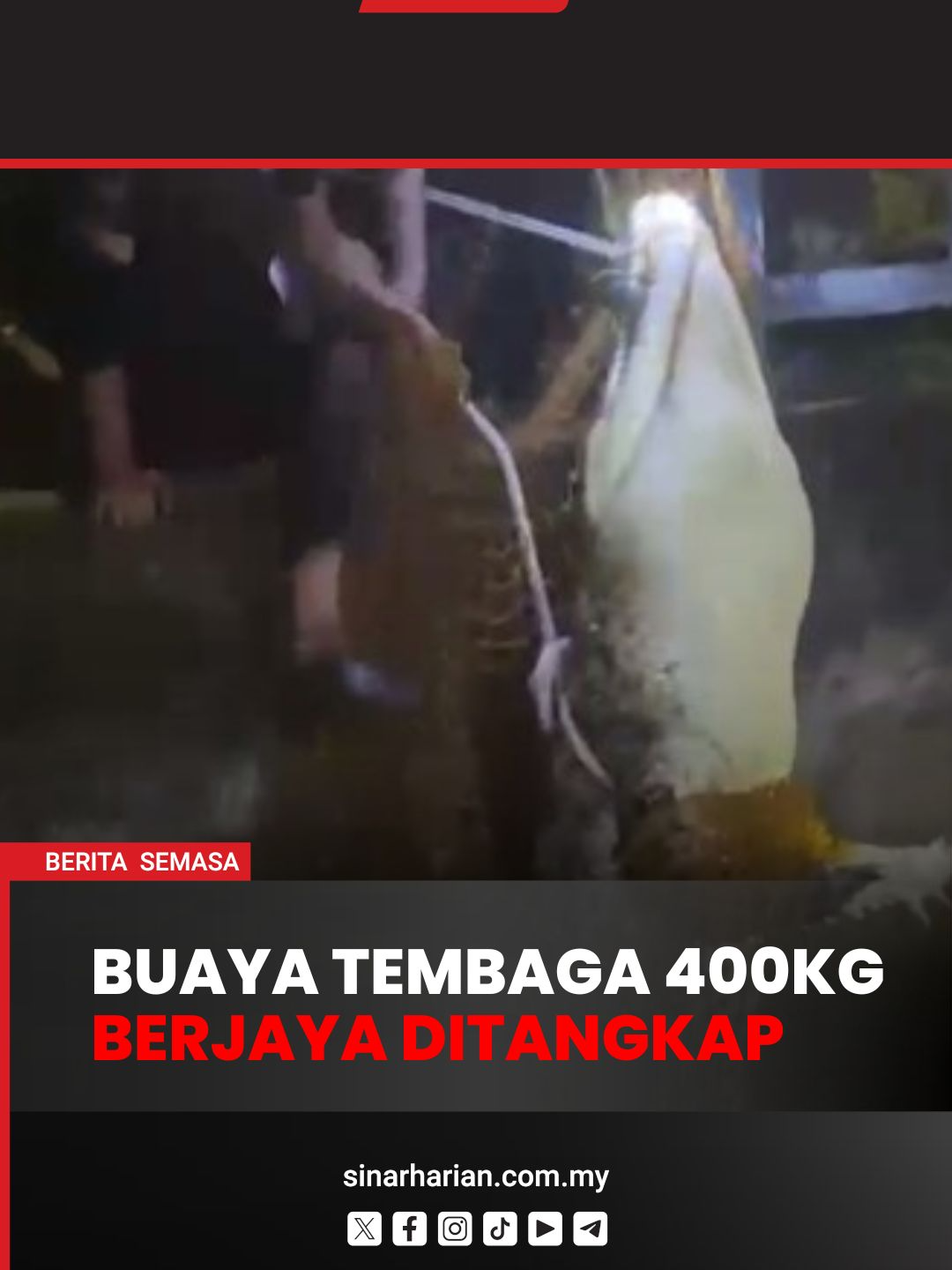 Buaya 'Klebang' seberat 400kg akhirnya ditangkap Seekor buaya tembaga yang menimbulkan kerisauan penduduk di Klebang sejak beberapa bulan lalu berjaya ditangkap oleh anggota Jabatan Perlindungan Hidupan Liar dan Taman Negara (Perhilitan) di Sungai Malim, Pulau Gadong, Melaka, pada malam Rabu, lapor wartawan Sinar Harian, Nor Farhana Ya’acob. Pengarahnya, Petra Sulai, memaklumkan bahawa pihaknya mengambil masa lebih dua jam untuk membawa naik reptilia jantan seberat 400 kilogram (kg) dan sepanjang 430 sentimeter (cm) itu ke darat. Muzik: Elevate dari www.bensound.com #SinarHarian #BeritaSemasa #BuayaTembaga #Melaka