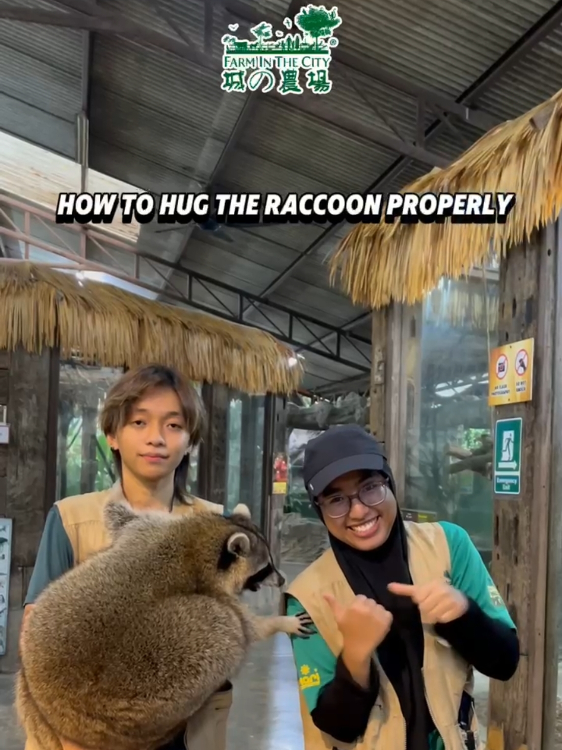 🤗 Ready for raccoon cuddles? Here's your guide to hugging these furry friends! 🦝💕 📅 Visit the Hugging Station at the Exhibition Hall every day at 11:15 AM & 3:30 PM for your chance to snuggle. 🐾 Gentle hands, happy raccoons! #RaccoonHugs #SnuggleTime #AnimalLovers #LearnItOnTikTok #fyp #trending #serikembangan #FarmInTheCityMalaysia #FarmInTheCity 