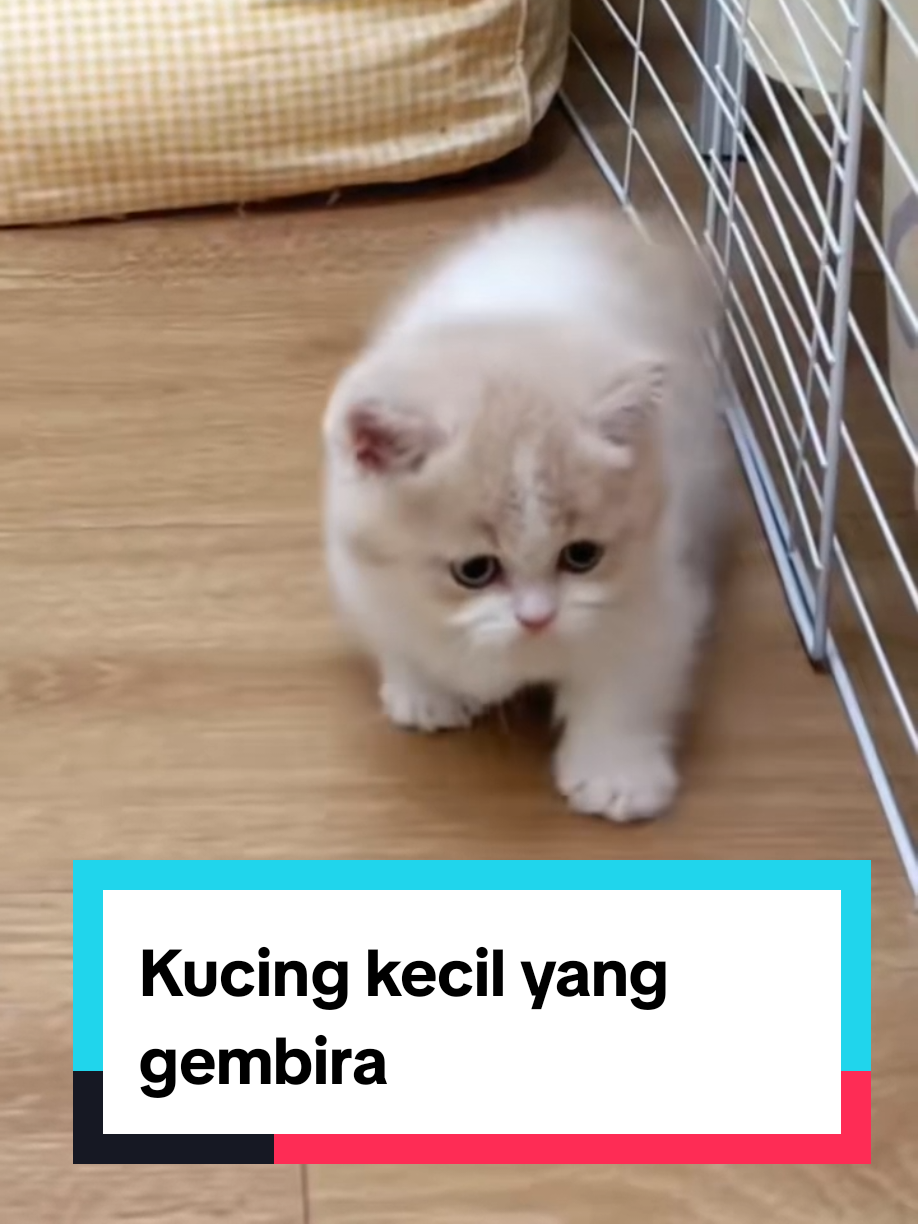 Kucing kecil bermain saling kejar-kejaran dengan lucu dan gembira. #kucingkecil #kucingbermain  #kucinglucu 