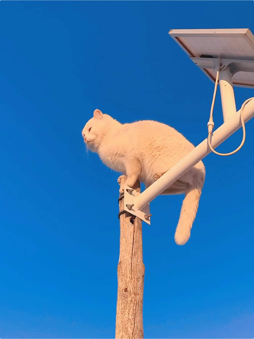 Cat fails 😂🤣#funnycat #catsoftiktok #fyp #foryou #kitten #funnytiktok #cutecat #funnyvideo 