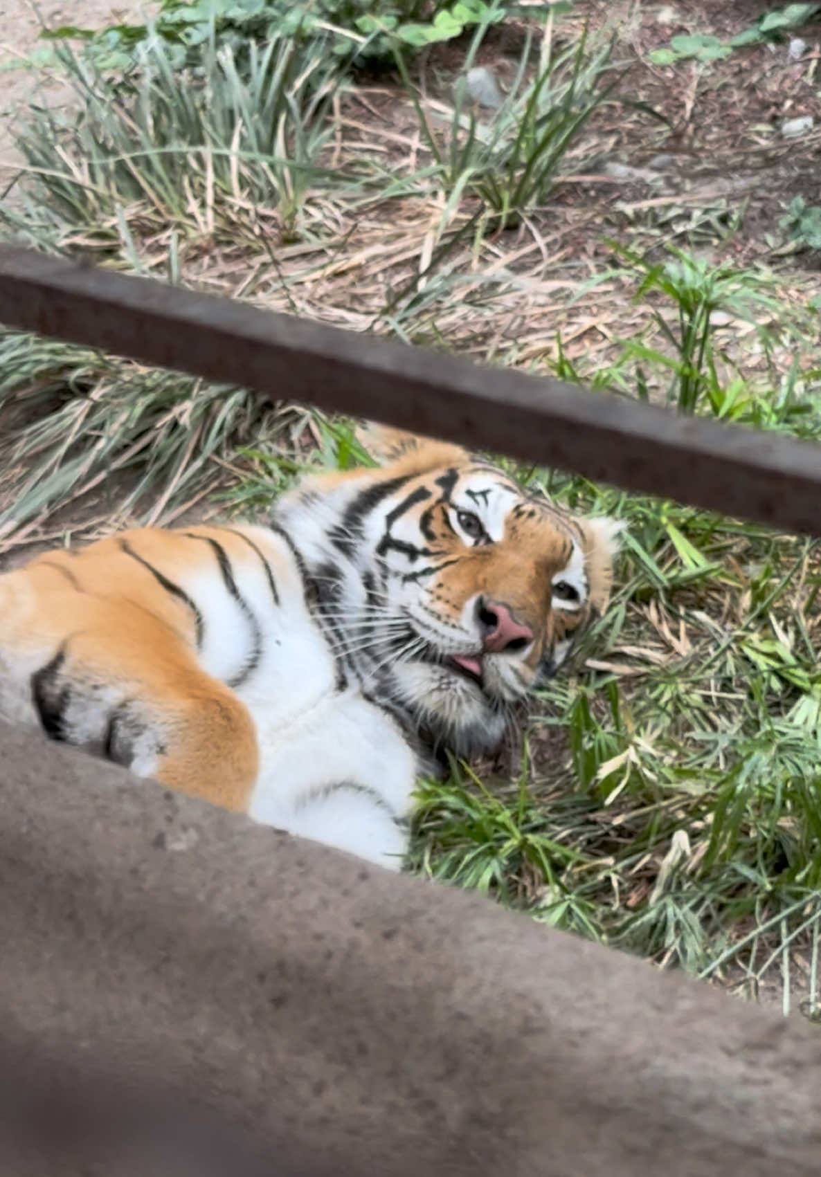 Tengo la sensación de que si me meto no me comé #eltigre #eltigredezucaritas #animal #petlover #parquemorelos #tijuana #664 #664tijuana 