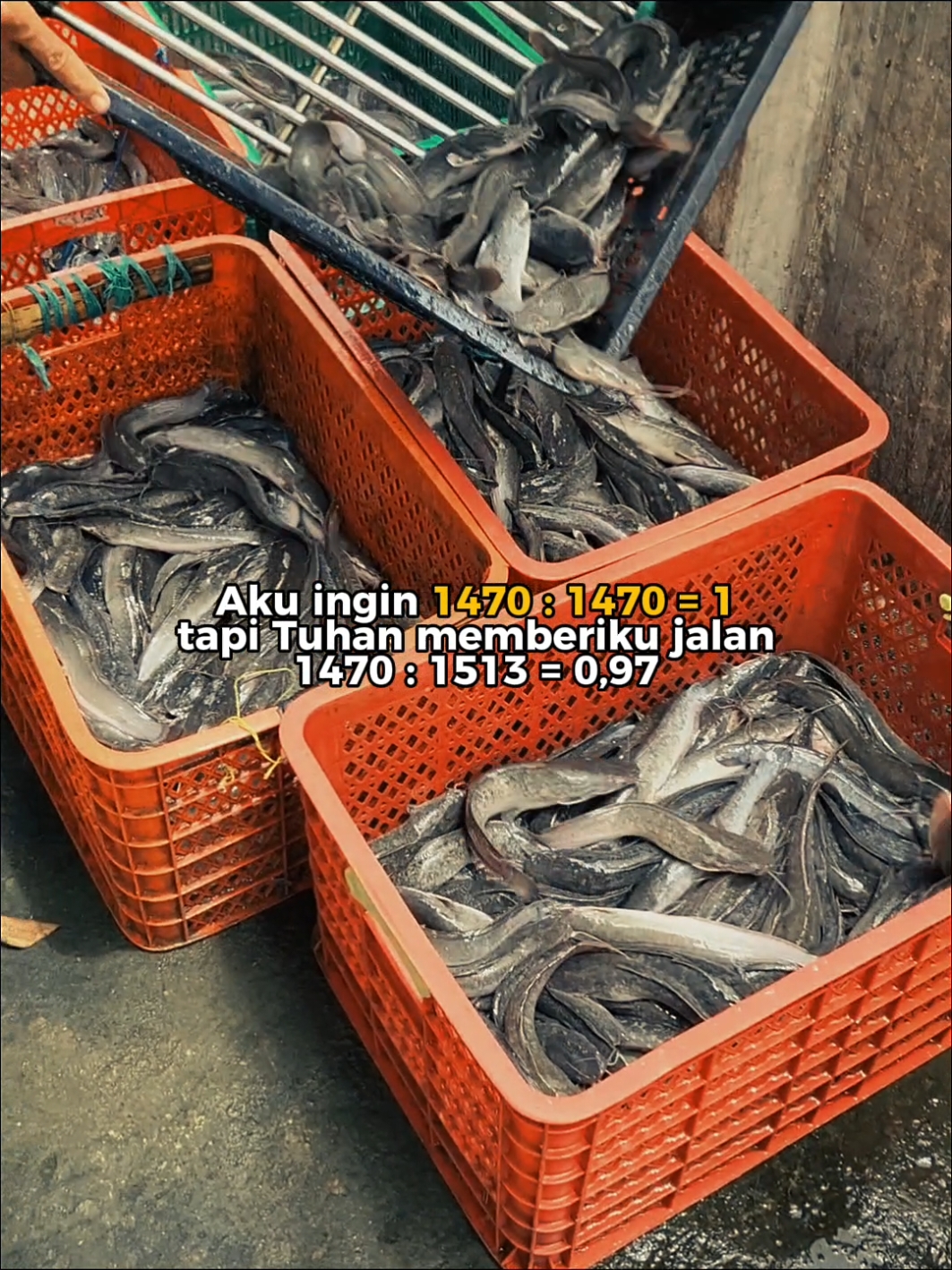 kita belajar dari pengalaman, dengan di bimbing oleh orang yang berpengalaman hasilnya lebih bagus dari kemarin budidaya full pelet bisa untung kenapa harus pakek alternatif ? gak punya mental atau gak punya duit ? 🤣 #ISUFARM #budidayalele #lele #jember #ikanlele #budidayaikanlele #ikanlelekonsumsi #budidayaikan #ikan #ISUFARM 