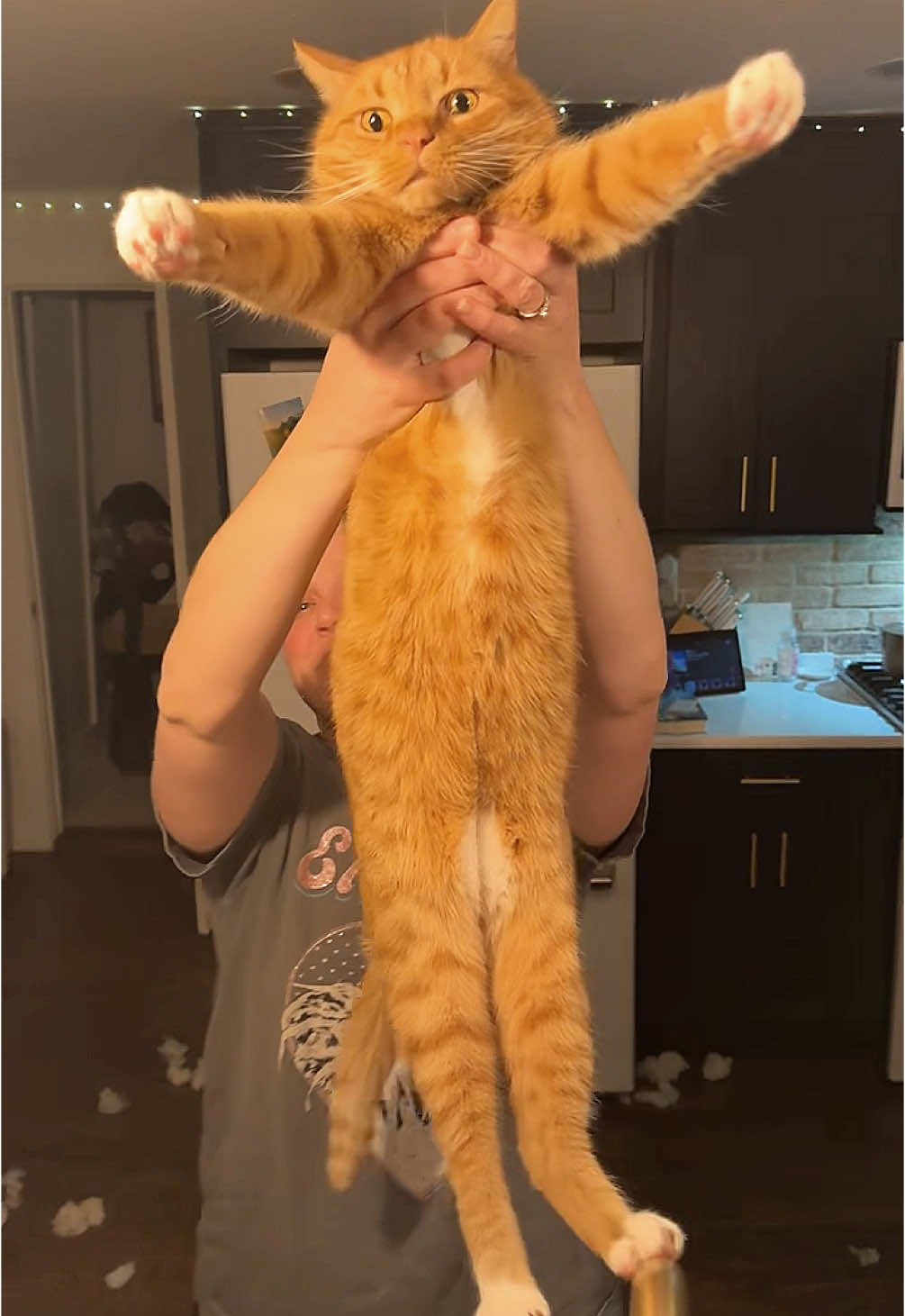 We interupt the dog content to present…..The Lion King…. Brought to you by our cousin Franklin #catsoftiktok #thelionking #circleoflife #dogfriend #franklin #orangecat 