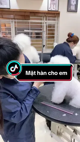 Mặt hàn quốc cho em 🐶🐶#chopoodle #stylehanquoc #chopoodlehanquoc #hanquoc #spalamdepchomeo #chó_cưng #cưng_xỉu #cute #babylove #cattialongchomeo #dogsoftiktok #spachothucung #khoanhkhacdangyeu #kimngocpet #xuhuongtiktok #trending #thinhhanh 