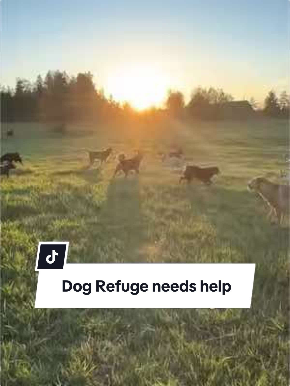 This is Viper, and he was a shelter dog at risk of being euthanized. @Rescue4All saved him. Rescue4all is a 501c3 nonprofit dog rescue who has saved over 700 dogs since 2013. This video shows the refuge, and it is one of the most beautiful places. Its currently home to 70+ dogs.  They started in 2013 as a foster home based rescue but moved to this property at the end of 2019. Then with the pandemic hitting just months later, they have been having to intake more and more unwanted dogs who were dumped and abandoned. Dogs who otherwise would be euthanized because they had nowhere to go.  Spokane County has imposed strict zoning regulations that make it difficult for animal rescue organizations like Rescue4All to operate. They were forced to apply for a Condition Use Permit (CUP) and comply with Commercial Kennel requirements, which are not suitable for their mission. Rescue4all needs to relocate to Stevens County, where there are fewer zoning restrictions. There is added pressure because of two huskies they took into our program in July 2023. They had been dumped and passed around, with no one able to keep them contained. SCRAPS was full, so they came to us. They are great dogs, wonderful with people, dogs, and cats, but like most dogs, they are not good with small prey animals. Despite their best efforts, shortly after they got here, they managed to escape by digging under the fence and killing four free-range chickens over half a mile away. We were not cited because there was no evidence proving they had done it so it was circumstantial. However, they recently escaped again and returned to the same property, killing seven birds. They’ve taken full responsibility for both incidents. They’ve apologized, explained our extensive efforts to secure them, and offered to pay for the loss of all the birds. But none of it mattered. The property owner has responded with anger and hostility, seeking revenge by spreading lies, soliciting people who live in the area with their agenda, harassing our supporters, and openly stating they want the dogs dead. Their anger has made them feel unsafe in their own home, and worse, they now live in constant fear for the safety of the dogs. They’re facing numerous challenges, including financial strain, legal hurdles, and personal safety concerns. They need help to relocate and continue our mission of providing a safe haven for rescued dogs. If you would like to help, visit rescue4all.org to donate. Also please share this video. #shelterdogsrock #rescuedismyfavoritebreed #spokanewa
