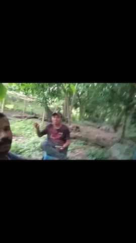 #adiipong 