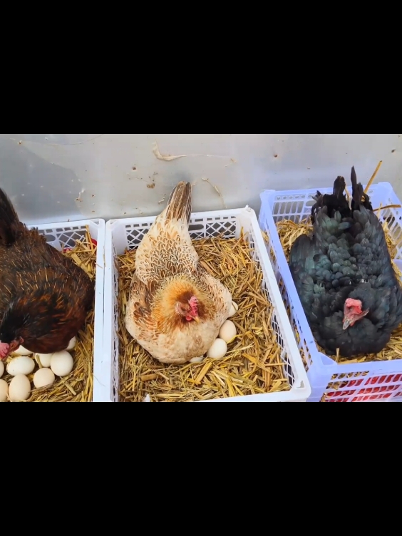 Make Nest For hen and hatch chicks from eggs  #foryou #chicks #eggs #hatchingeggs #feed #viral #growth #birdslife #goviral 