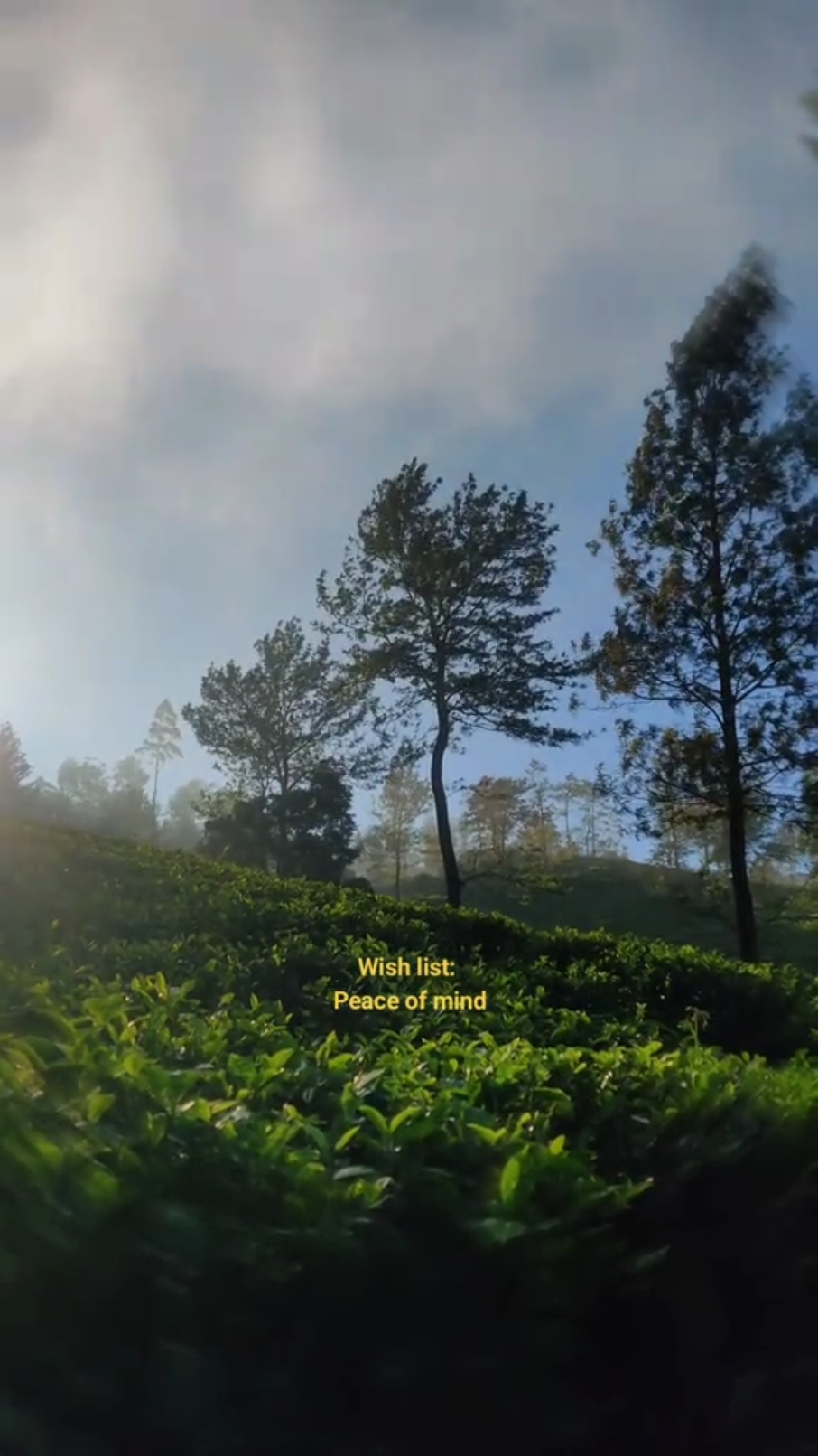 how is the weather inside you? 🤍🌿 #teaestate #teasrilanka #nature #foryou #srilankatravel #srilanka #wanderlust #thedendrophile #traveldiary #fyp #zxycba 