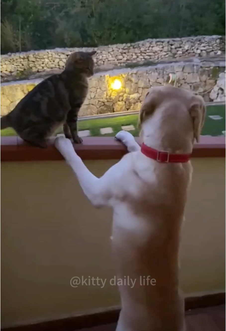 Dog vs Cat 🤣🤣🤣#cat #dog #funny #catsoftiktok #funnyvideo #pets #funnyanimals 