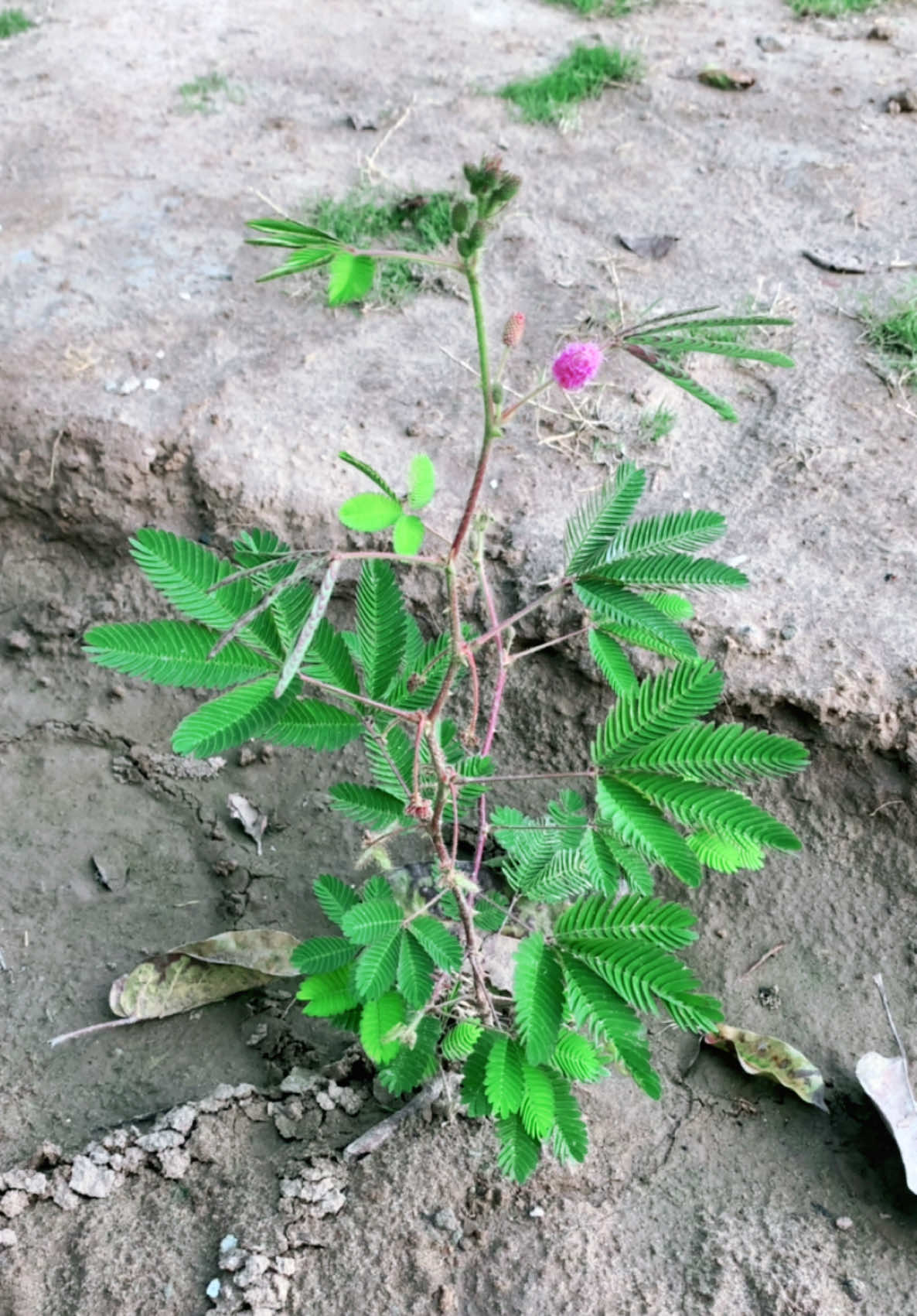 Magic tree In chaudhary Dairy Farm Sargodha #sakhawatpethouse #foryou #foryourpage #sakhawatsargana 